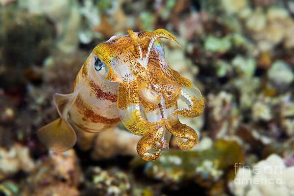 Bigfin Reef Squid Art Print featuring the photograph Bigfin Reef Squid by David Fleetham