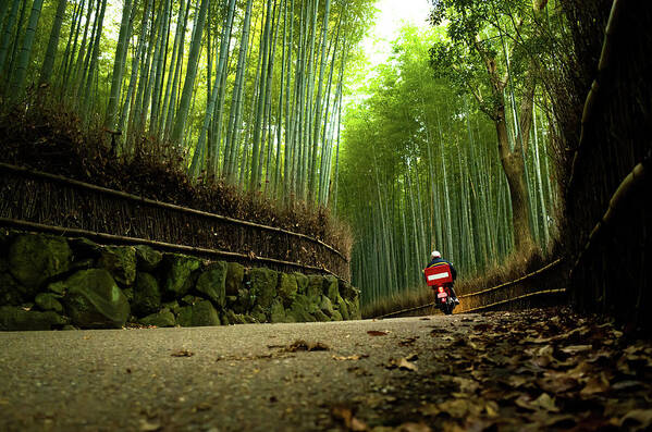 Crash Helmet Art Print featuring the photograph Bike Running Through Bamboo Grove by Marser