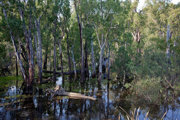 Water Art Print featuring the photograph Billabong by Carole Hinding