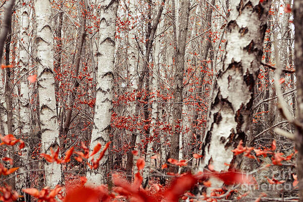 Autumn Art Print featuring the photograph birches and beeches II by Hannes Cmarits