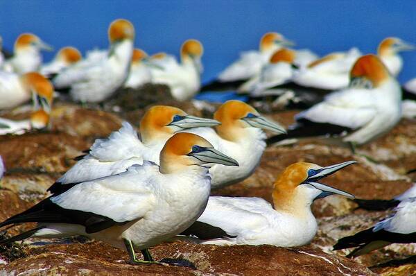 Bird Art Print featuring the photograph Bird Colony Australia2 by Henry Kowalski