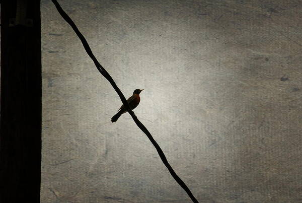 Bird Photographs Art Print featuring the photograph Bird On The Wire by Ester McGuire