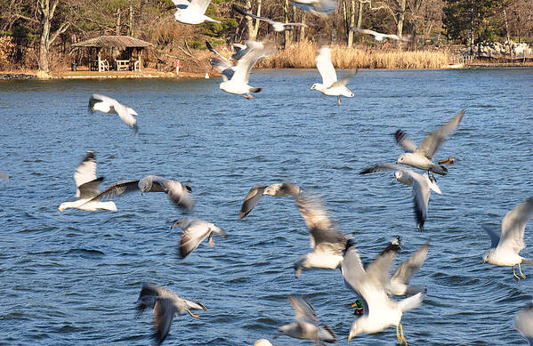 Nature Art Print featuring the photograph Birds in flight by Diane Lent