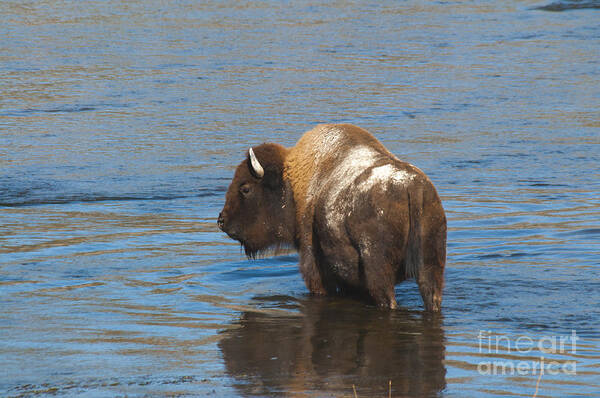 Bison Art Print featuring the photograph Bison Crossing River by Gary Beeler
