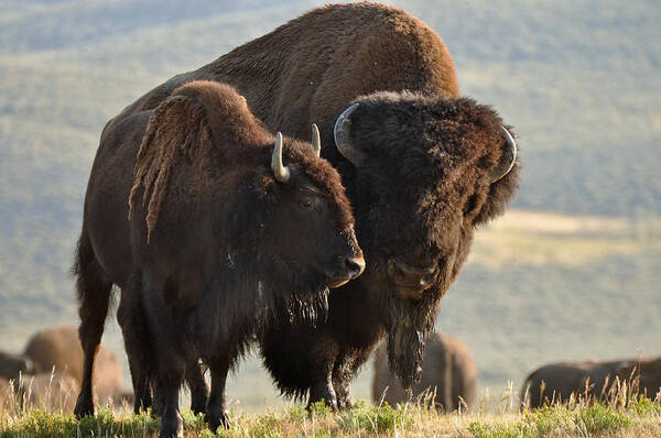 Yellowstone Art Print featuring the photograph Bison Friends by Bruce Gourley
