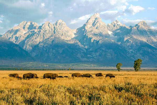 Wild Art Print featuring the photograph Bison Herd by Nicholas Blackwell