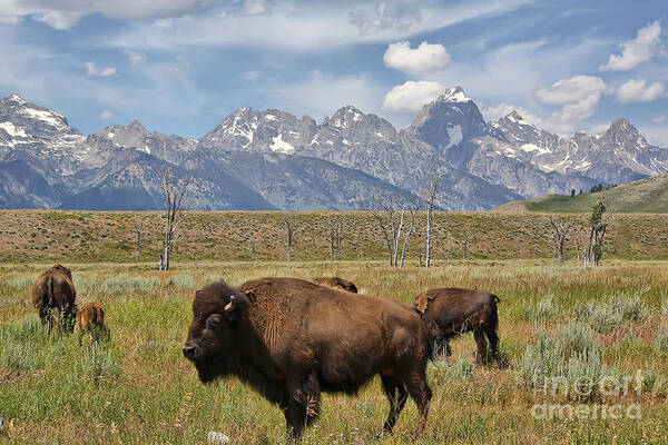 Animal Art Print featuring the photograph Bison in Grand Tetons by Teresa Zieba