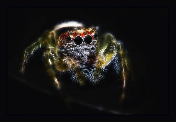 Jumping Spider Art Print featuring the photograph Bite me 03 by Kevin Chippindall