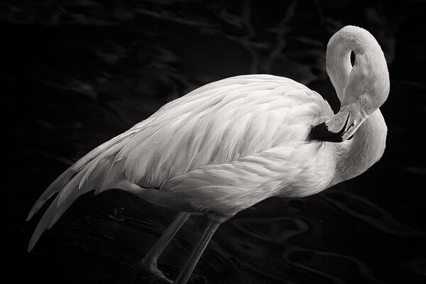 3scape Art Print featuring the photograph Black and White Flamingo by Adam Romanowicz