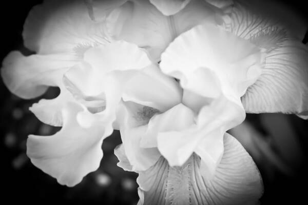 Hibiscus Art Print featuring the photograph Black and White Hibiscus by Kara Stewart