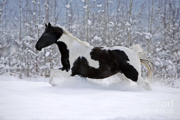 Black And White Art Print featuring the photograph Black And White Paint Horse In Snow by Rolf Kopfle