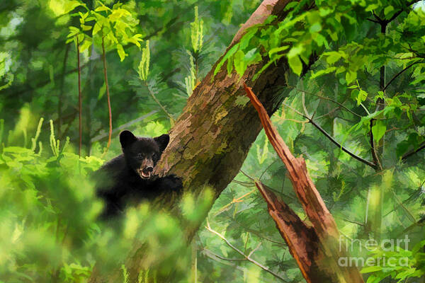 Black Bear Art Print featuring the photograph Black bear cub in tree - artistic by Dan Friend
