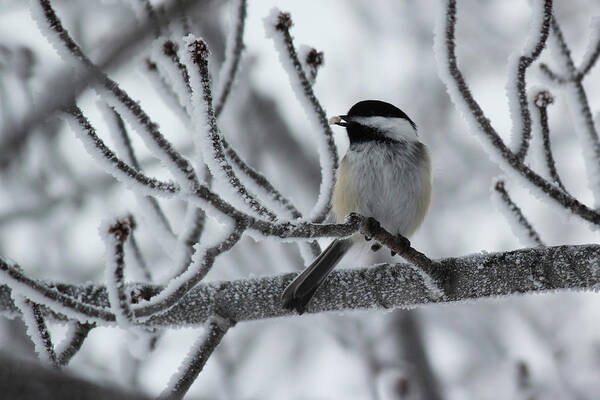 Black Capped Chickadee Art Print featuring the photograph Black-capped Chickadee by Ryan Crouse