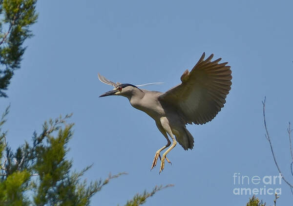 Heron Art Print featuring the photograph Black Crowned Night Heron In Flight by Kathy Baccari