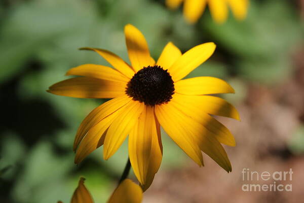 Flowers Art Print featuring the photograph Black Eyed Susan by Rod Best