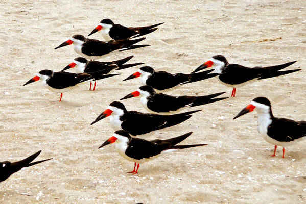 Wildlife Art Print featuring the photograph Black Skimmers On The Beach by Jim Whalen