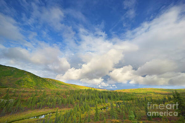 00431045 Art Print featuring the photograph Black Spruce on Fall Tundra by Yva Momatiuk John Eastcott