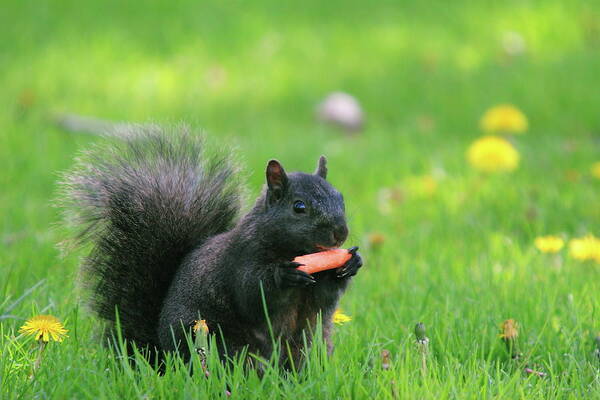 Black Color Art Print featuring the photograph Black Squirrel by David R. Tyner