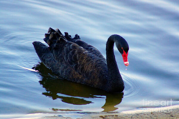 Swan Art Print featuring the photograph Black Swan by Cassandra Buckley