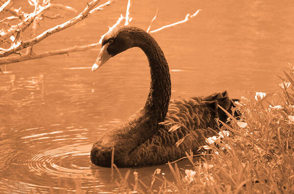 Bird Art Print featuring the photograph Black Swan by Leticia Latocki