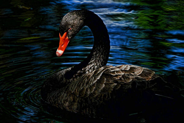 Black Swan Art Print featuring the photograph Black Swan by Stuart Harrison