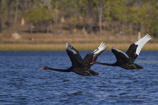 Wildlife Art Print featuring the photograph Black Swans in Flight by Mr Bennett Kent