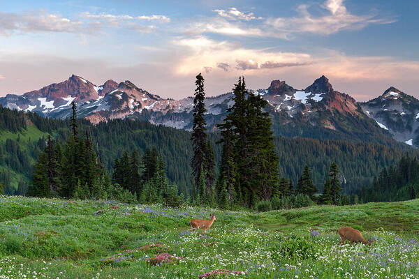 Adult Art Print featuring the photograph Black-tailed Deer and the Tatoosh Range by Michael Russell
