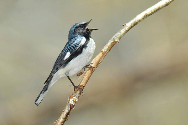 Bird Art Print featuring the photograph Black-throated Blue Sings by Alan Lenk