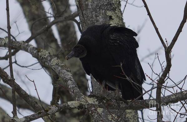 West Virginia Birds Art Print featuring the photograph Black Vulture by Randy Bodkins