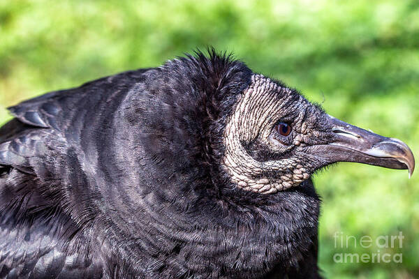 Coragyps-atratuscolor Art Print featuring the photograph Black Vulture waiting for prey by Bernd Laeschke