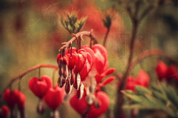 Love Art Print featuring the photograph Bleeding Hearts by Spikey Mouse Photography