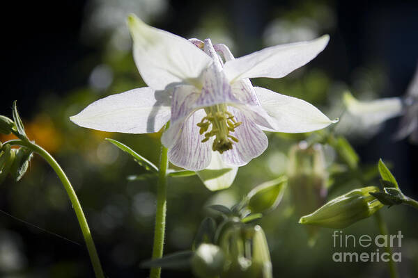 Columbine Art Print featuring the photograph Blooming Columbine by Brad Marzolf Photography