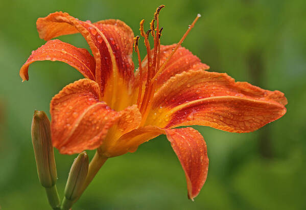 Orange Art Print featuring the photograph Blooming Tiger Lily by Juergen Roth