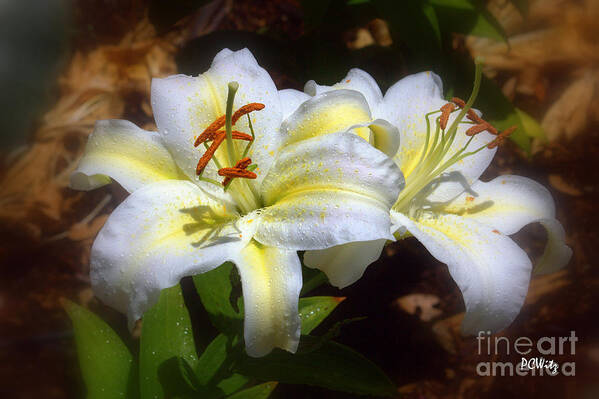 Bloom'n Lilies Art Print featuring the photograph Bloom'n Lilies by Patrick Witz