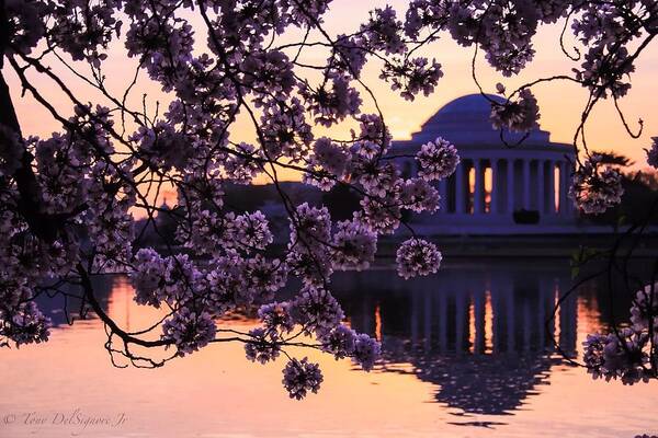 Dc Art Print featuring the photograph Blossoms cover the Jefferson Memorial by Tony Delsignore