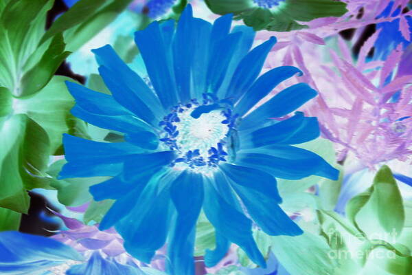 Daisies Art Print featuring the photograph Blue Blossom Pop Art by Dora Sofia Caputo