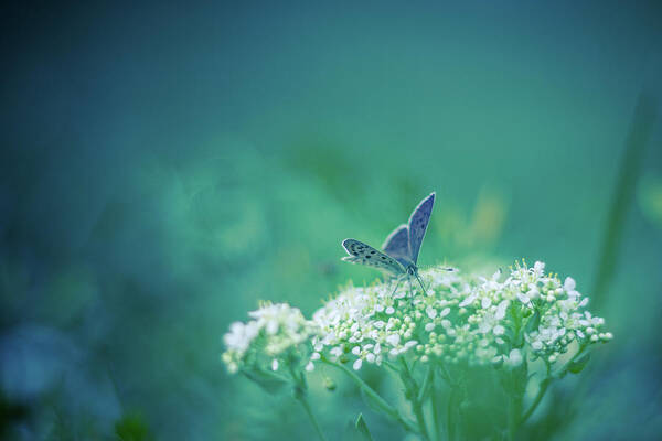 Animal Themes Art Print featuring the photograph Blue Butterfly by Levente Bodo