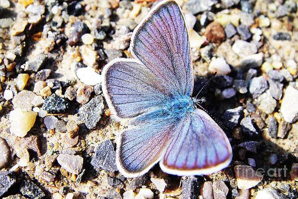 Butterfly Art Print featuring the photograph Blue butterfly on gravel by Karin Ravasio
