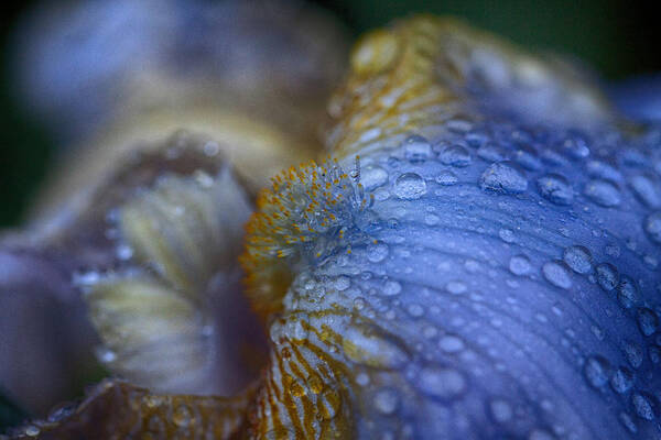 Bearded Iris Art Print featuring the photograph Blue Danube by Jeff Folger