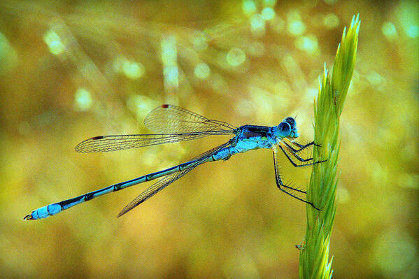 Dragonfly Art Print featuring the photograph Blue Dreams.. by Al Swasey