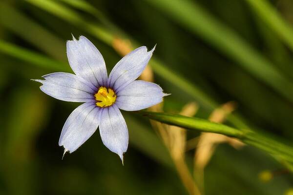 Grass Art Print featuring the photograph Blue Eyed Grass by Mike Farslow