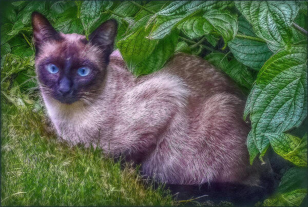 Cat Art Print featuring the photograph Blue Eyes by Hanny Heim