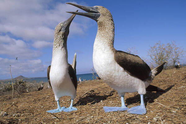 Feb0514 Art Print featuring the photograph Blue-footed Booby Couple Courting by Tui De Roy
