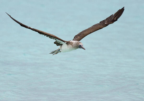 Blue-footed Booby Art Print featuring the photograph Blue-footed Booby in flight by Tony Mills