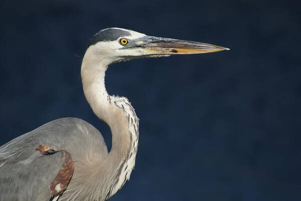 Heron Art Print featuring the photograph Blue Heron by Lois Lepisto