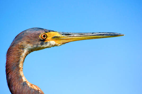 Blue Heron Art Print featuring the photograph Blue Heron by Mark Andrew Thomas