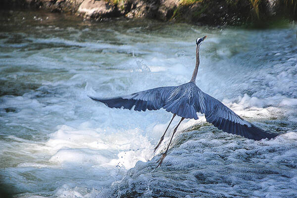 Blue Heron Art Print featuring the photograph Blue Heron Takes Off by Lowell Monke