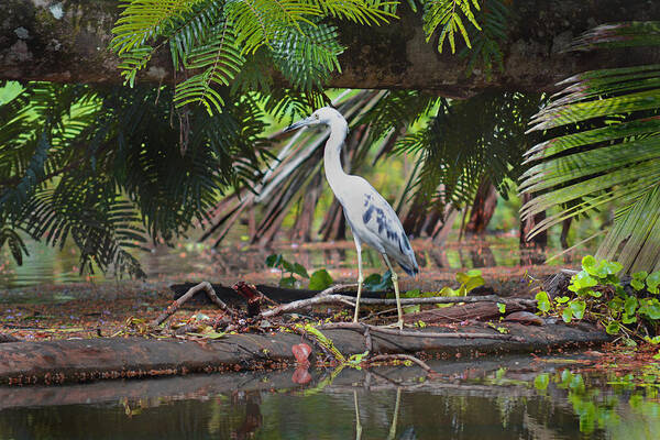 Blue Heron Art Print featuring the photograph Blue Heron Tortuguero Costa Rica by Gary Keesler