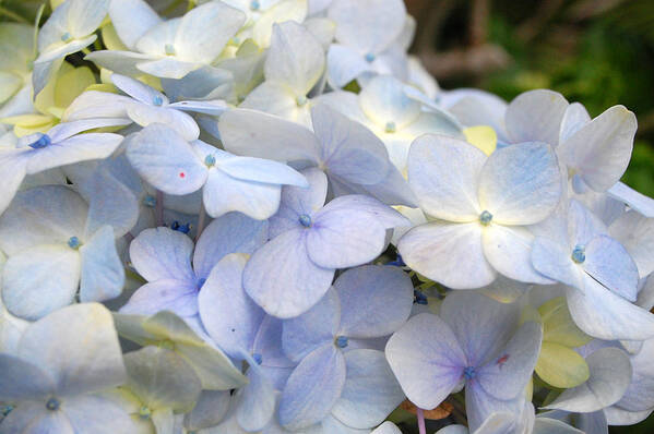 Flower Art Print featuring the photograph Blue Hydrangea Flowers by Amy Fose