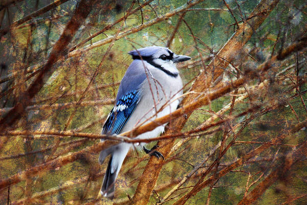 Birds Art Print featuring the photograph Blue Jay by Trina Ansel